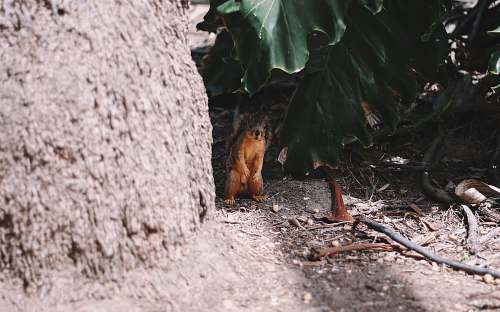 balboa park brown and black animal san diego